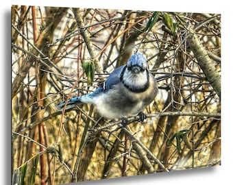 Blue Jay Photo Print: Nature Bird Illustration, Wildlife Art Poster