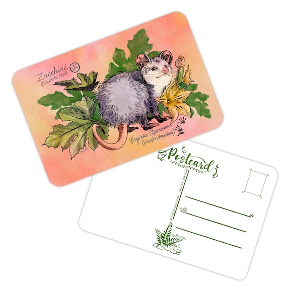 Opossum and Zucchini - Animal & Botanicals Pen Art - Pack of 5 Postcard 16PT