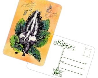 Skunk & Cabbage - Animal and Botanicals Pen Art - Pack of 5 Postcards - 4x6" 16PT