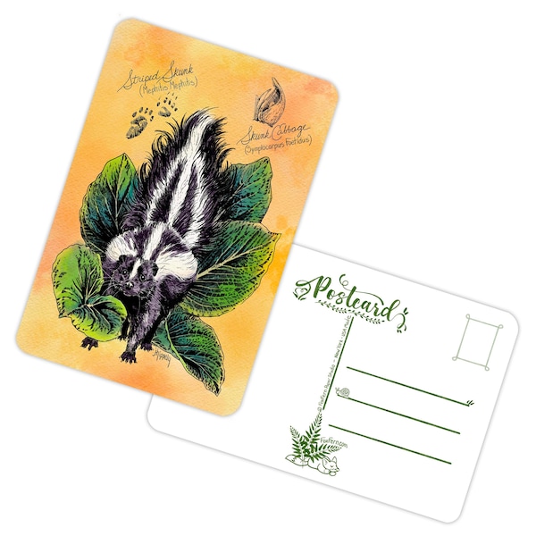 Skunk & Cabbage - Animal and Botanicals Pen Art - Pack of 5 Postcards - 4x6" 16PT