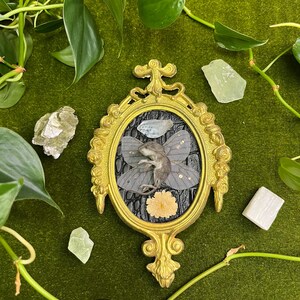fairy mouse frame