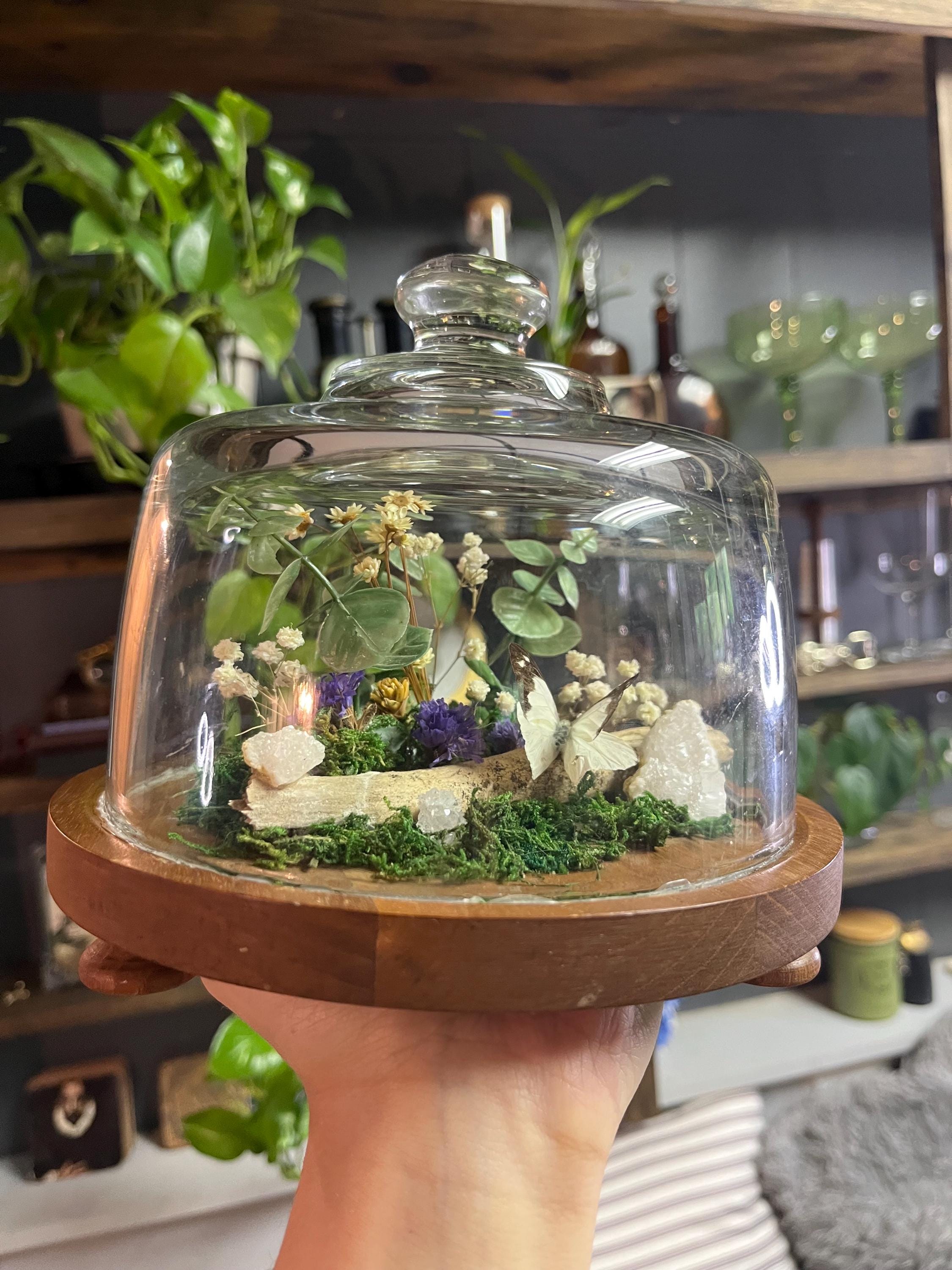 Butterfly glass dome terrarium
