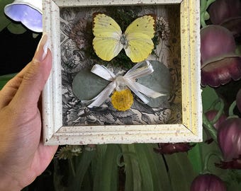 yellow butterfly shadowbox