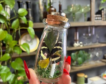 butterfly curio jar