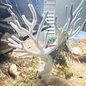 May include: A white coral-shaped aquarium decoration with multiple branches, surrounded by sand, moss, and seashells. A small pirate ship model is visible in the background, creating a nautical theme.