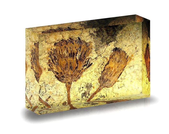 Print of beautiful flower fossils displayed in acrylic block.