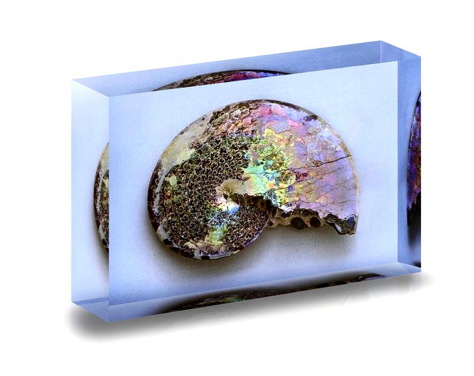 Giclee Print of Ammonite Fossil displayed in acrylic block