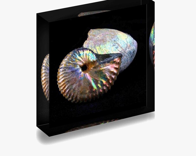 Print of iridescent Ammonite fossil displayed in acrylic block.