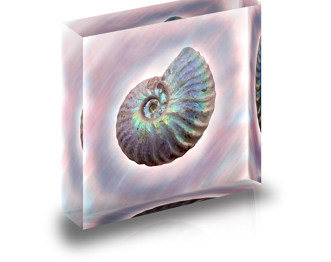 Print of iridescent Ammonite displayed  in acrylic block.
