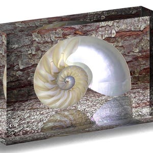 Nautilus Shell,  Giclee Print on Polished Block, Tabletop Art