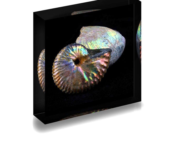 Print of iridescent Ammonite fossil displayed in acrylic block.
