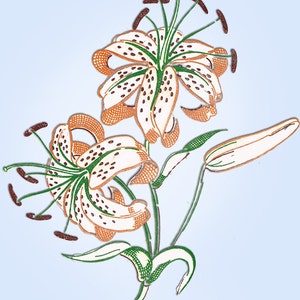 1950s Four Color Vintage Vogart Textilprint 46 Tigerlily Hot Iron Transfer ORIG