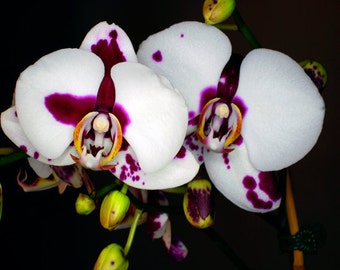 Orchids : Purple White Black