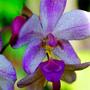 May include: Close-up of a purple and white orchid flower with a spotted pattern. The flower has a deep purple lip and a yellow center.