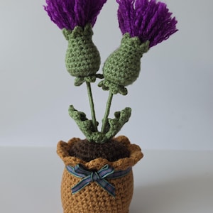 Handmade Crochet 20cm tall Thistle Pot complete with flower of Scotland tartan Ribbon