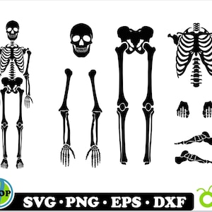 Skelettteile SVG, Skeleton svg, Skeleton Bones Teile svg, Halloween svg, Skeleton Part svg, Skeleton Cricut Cut Files, Skeleton Cut Files