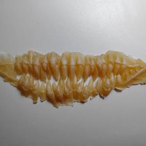 May include: A close-up of a pale yellow, tooth-like object. The object has a jagged, irregular shape with multiple rows of pointed, triangular structures, resembling teeth. The overall texture appears dry and slightly translucent.