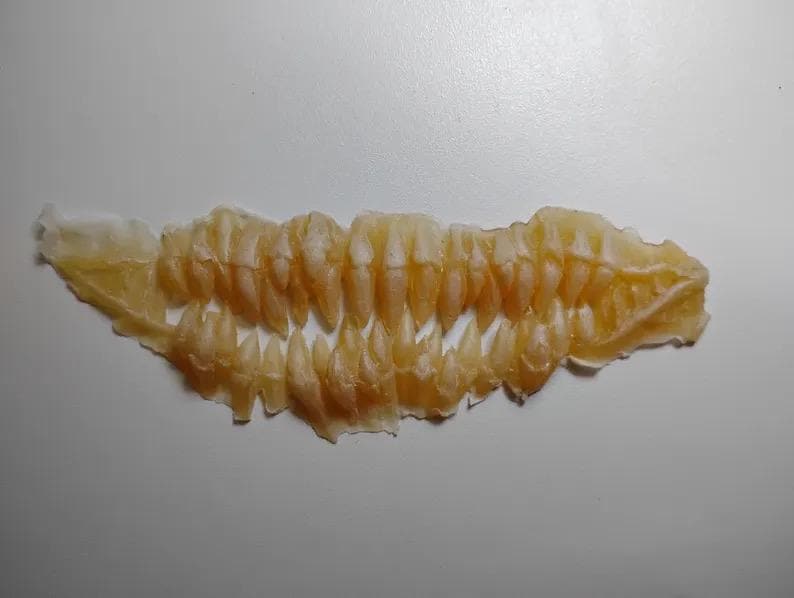 Latex teeth prosthetic for cosplay mileena baraka scary tooth fairy man eater costume unpainted