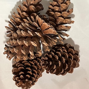 Natural pine cones