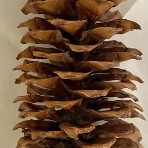 May include: A large, elongated pine cone with a woody texture and a natural brown color. The cone features numerous overlapping, rigid scales that spiral around a central axis, tapering to a point at the top and widening toward the base.