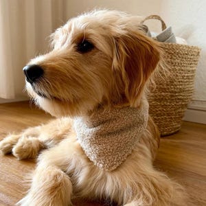 May include: A golden-colored dog with long, wavy fur wearing a beige, textured, sherpa-style triangular bandana around its neck. The dog is looking to the left, and its coat is a light golden-brown shade with a dark nose and dark eyes.
