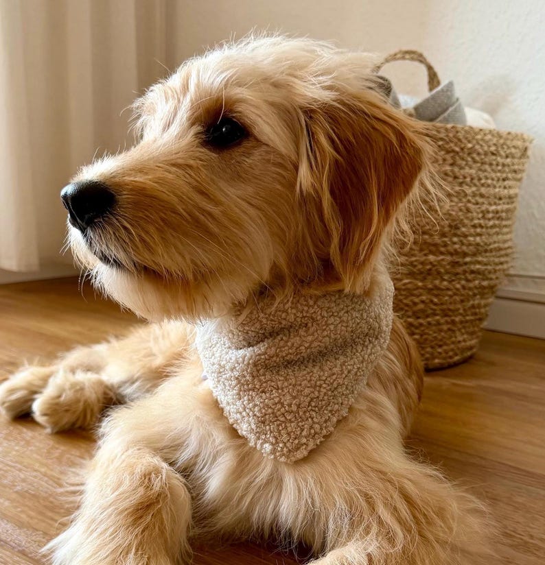 May include: A golden-colored dog with long, wavy fur wearing a beige, textured, sherpa-style triangular bandana around its neck. The dog is looking to the left, and its coat is a light golden-brown shade with a dark nose and dark eyes.