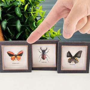 May include: Three framed insect specimens, including a butterfly with orange and black wings, a beetle with brown and black markings, and a butterfly with black wings and yellow spots. The frames are black with a white background and the insect names are printed below each specimen.