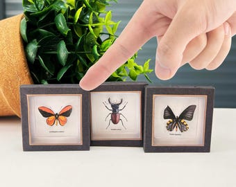Kit de bricolaje de caja de exhibición de escarabajo mariposa vintage en miniatura, escala 1/6 (1:12), caja de sombras de insectos de papel, diorama - Descarga digital para casa de muñecas