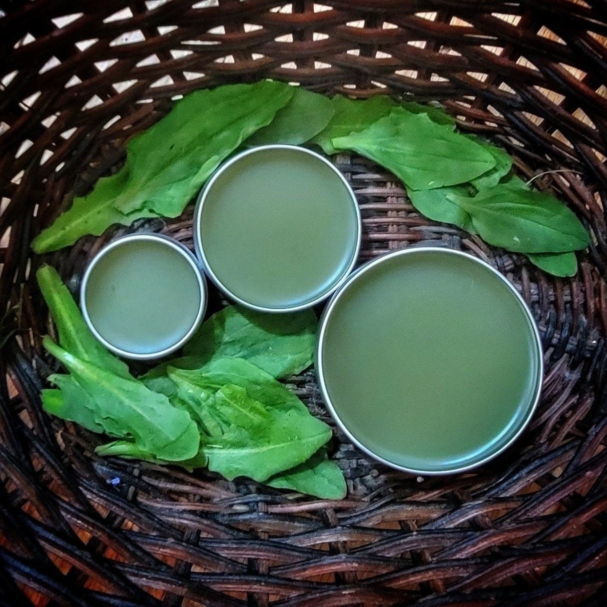 Organic Plantain Salve Skin Ointment