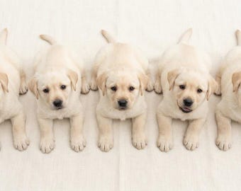 Complete Lab Breeder Guide — Genetics, Whelping, Puppy Care