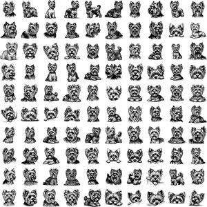 May include: A collection of black and white illustrations of Yorkshire Terriers in various poses. The drawings showcase the dogs in different positions, including standing, sitting, and lying down, with detailed fur textures.