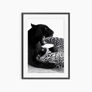 Impresión de pantera, impresiones fotográficas, póster de pantera, impresiones de naturaleza, arte mural en blanco y negro, póster fotográfico con calidad de museo