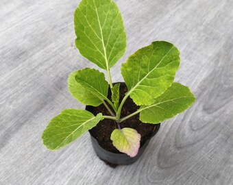 Year-round Spring Greens – Ewiger Kohl Perennial Plant (Rare Edible Vegetable)