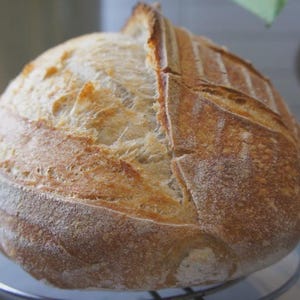 Sourdough Starter
