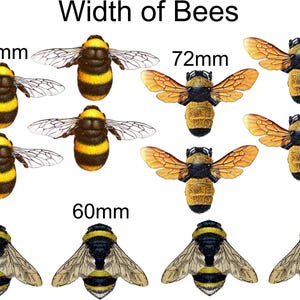 May include: A chart showing the width of different bees. The bees are illustrated in a realistic style. The chart shows bees with widths of 79 mm, 72 mm, and 60 mm.