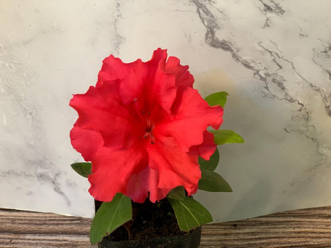 2” (6pk) Azalea ‘red Bird’ - Etsy