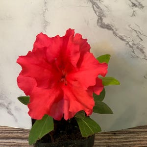 2” (6pk) Azalea ‘Red Bird’