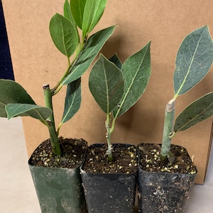 May include: Three potted bay laurel plants with green leaves in black and green pots. The plants are on a brown cardboard surface.