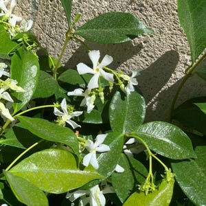 2” (24pk) Star Jasmine