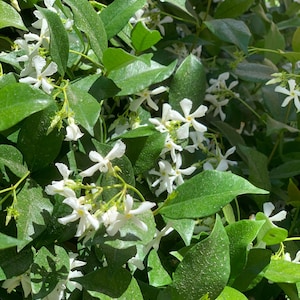 2” (3pk) Star Jasmine