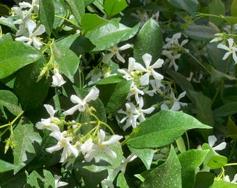 2” (3pk) Star Jasmine