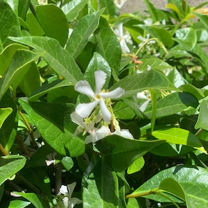 2” (15pk) Star Jasmine