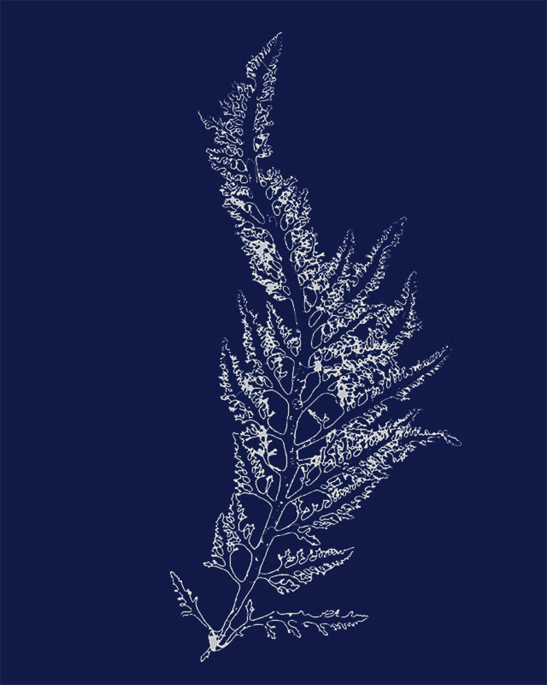 Seaweed Print Blue Beach House Wall Art Set Navy Coastal Etsy