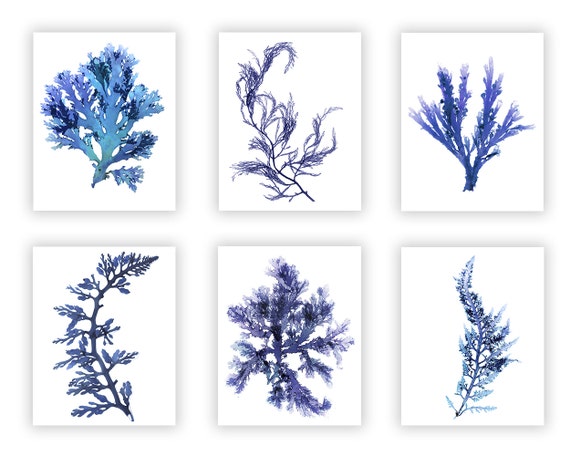 Beach House Wall Art Seaweed Botanical Print Set Blue Etsy Beach House Wall Art Seaweed Botanical Print Set Blue Etsy