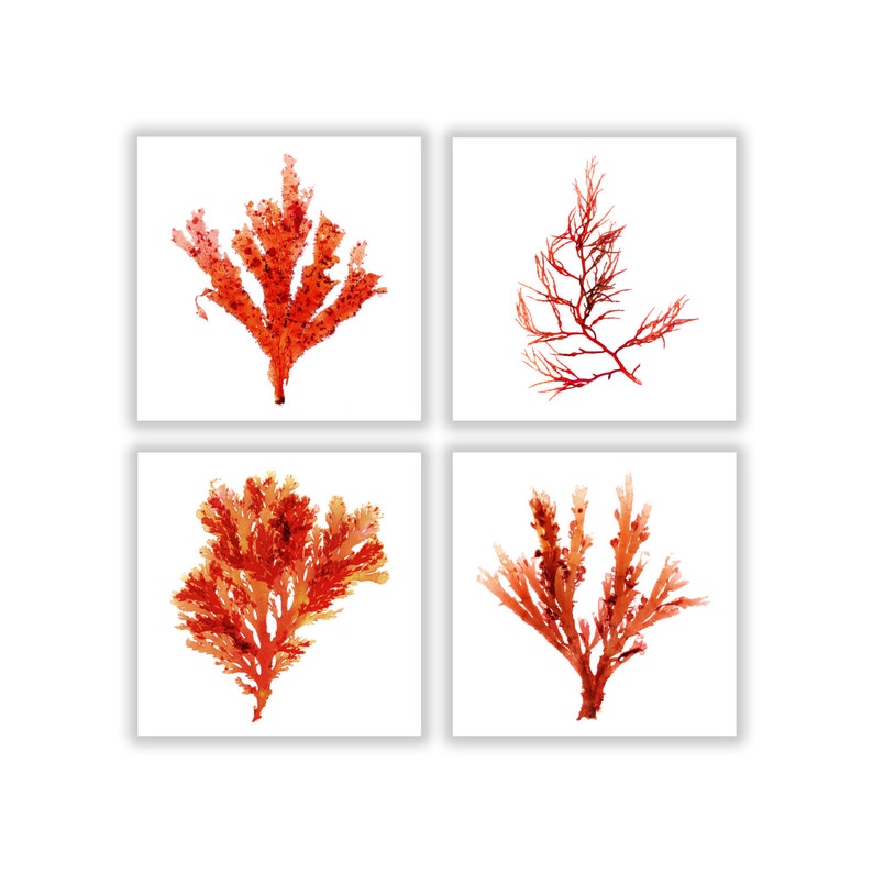 Large Seaweed Square Set of Four, Seaweed Print Vibrant Red Orange shops Botanical Artwork, Ocean, Coastal Living, Beach, Wall Decor, Large 12x12