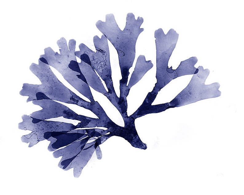 Navy Blue Large Coastal Decor Wall Set Seaweed Art Coastal Etsy