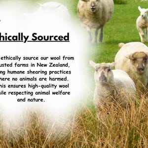 Peut inclure: Un groupe de moutons blancs et blanc cass&eacute; broutant dans un champ vert. L'image contient le texte : Ethically Sourced. We ethically source our wool from trusted farms in New Zealand, using humane shearing practices where no animals are harmed.