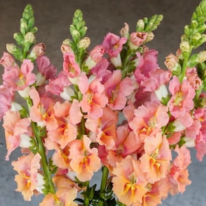 Peut inclure: Un bouquet de fleurs de muflier de couleur pêche et orange avec des tiges vertes.