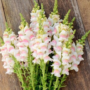 25 graines de muflier Potomac Appleblossom | Muflier à fleurs coupées de grande taille | Fleurs roses et blanches | Antirrhinum Majus | Flower Farm Seeds