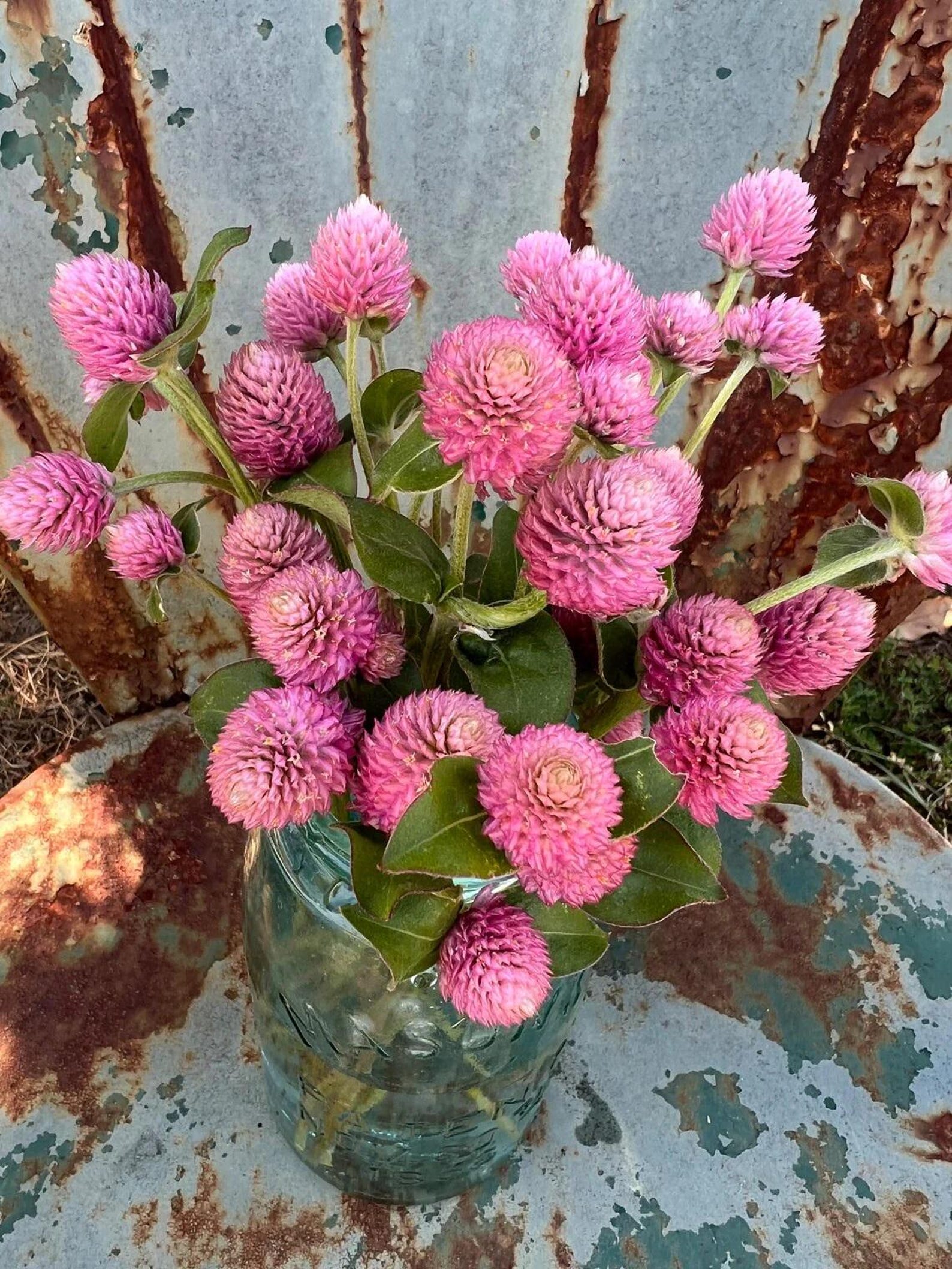 30-seeds-globe-amaranth-raspberry-cream-gomphrena-globosa-cottage